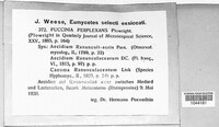 Puccinia recondita image